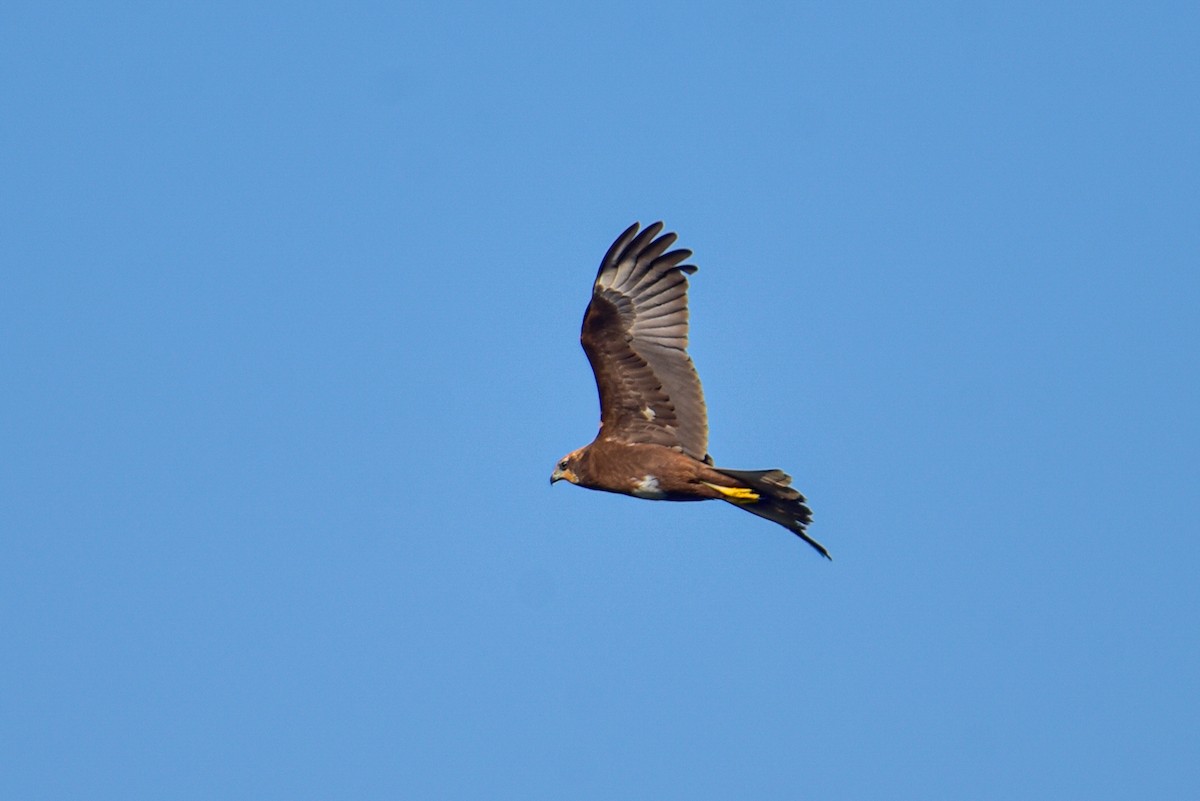 Western Marsh Harrier - ML647677836