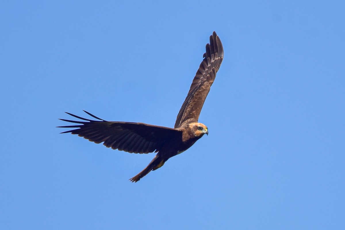 Western Marsh Harrier - ML647677837