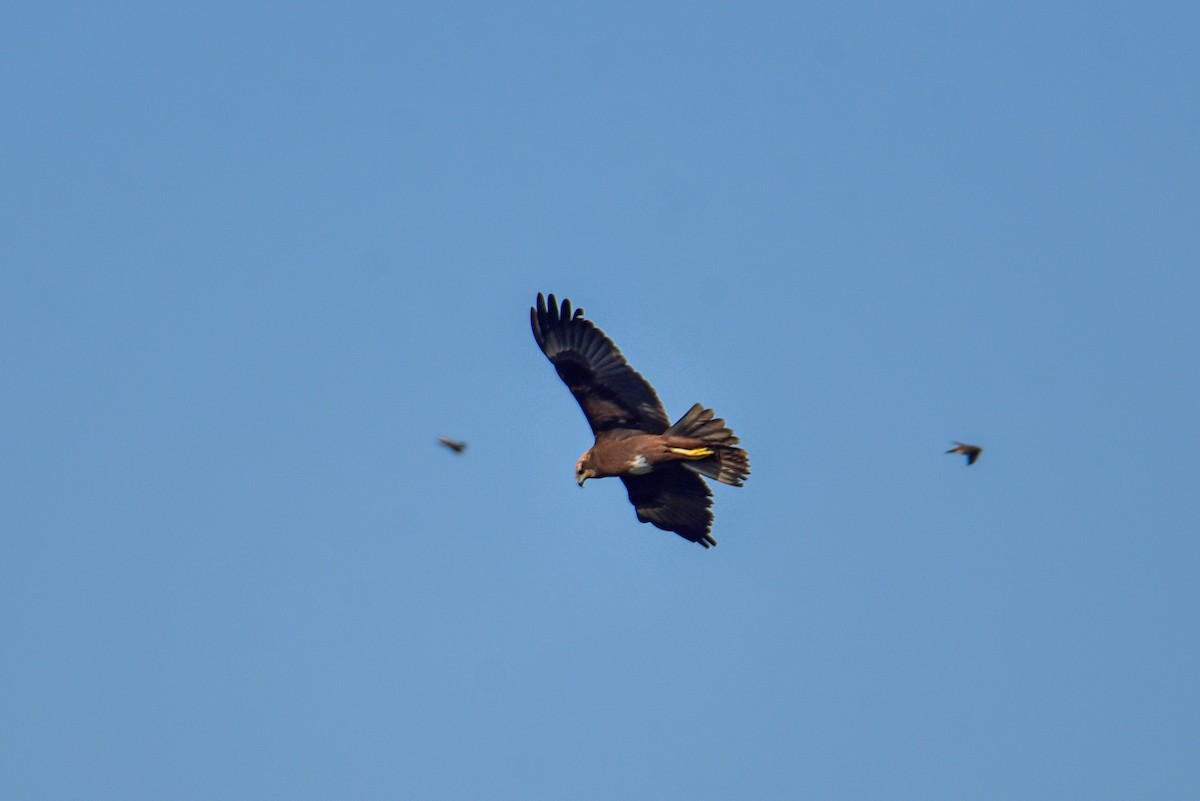 Western Marsh Harrier - ML647677838