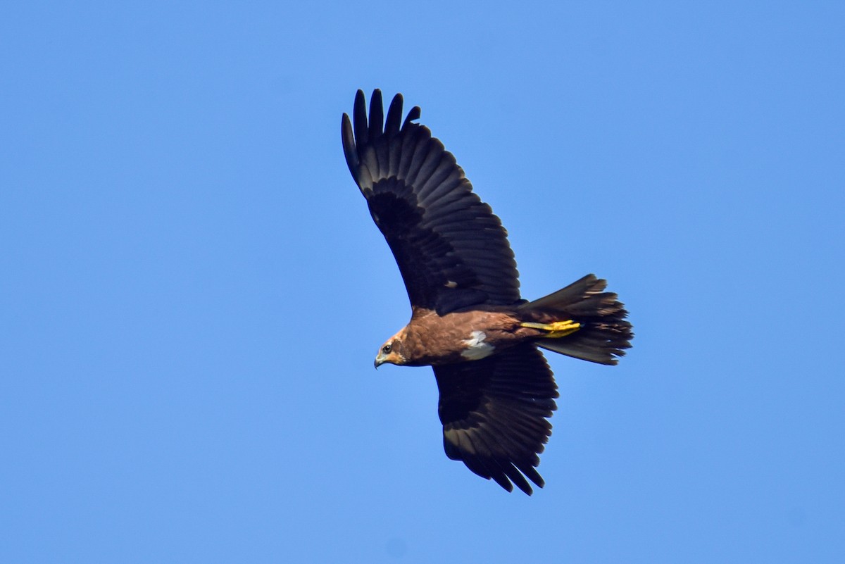 Western Marsh Harrier - ML647677840