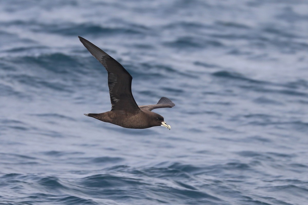 White-chinned Petrel - ML647677841