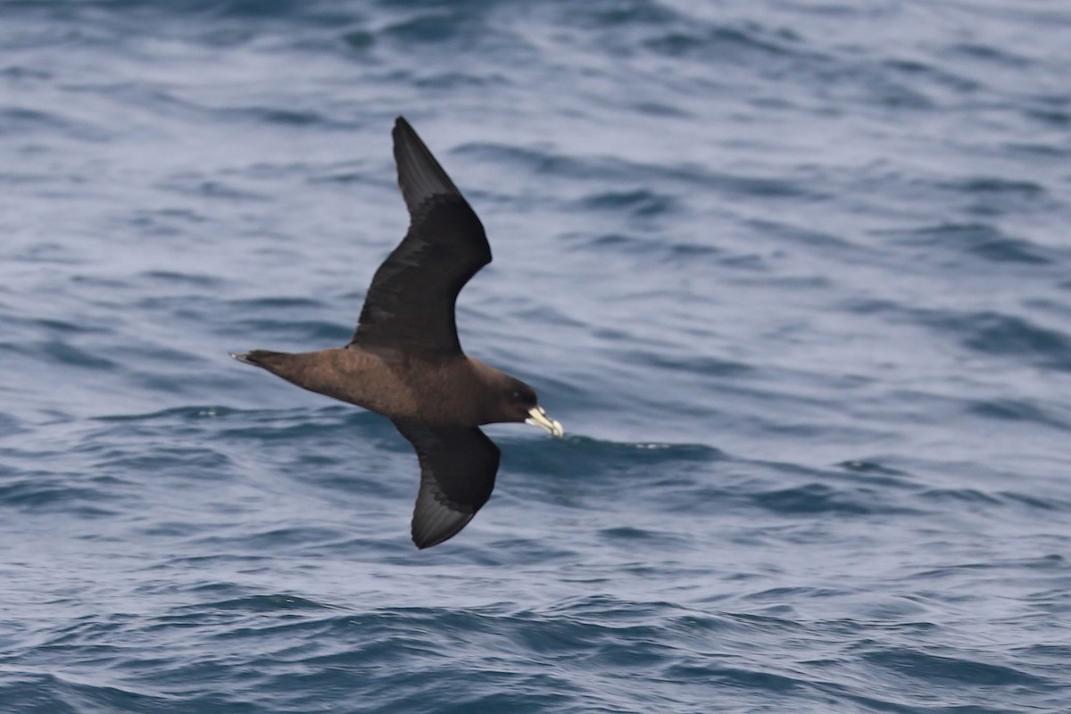 White-chinned Petrel - ML647677842