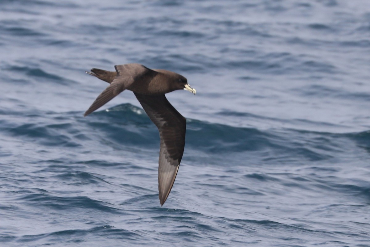 White-chinned Petrel - ML647677843