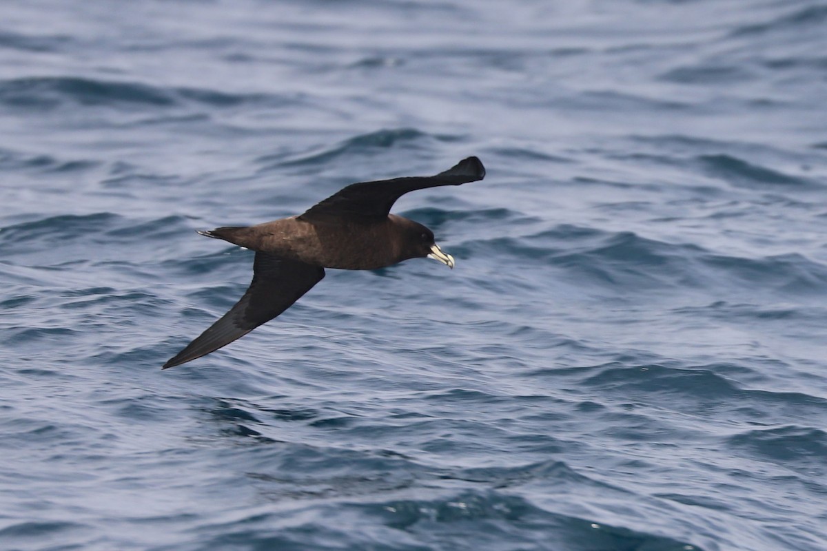 White-chinned Petrel - ML647677844
