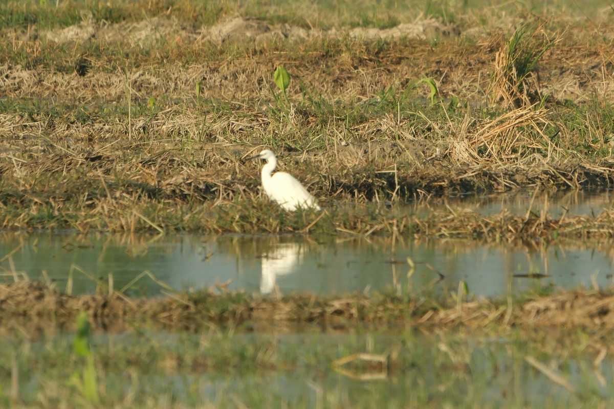 Little Egret - ML647677845