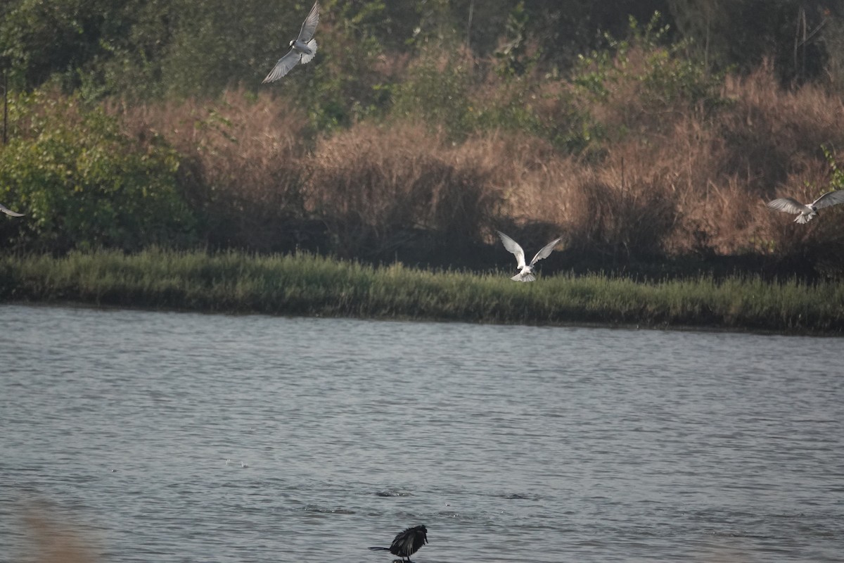 Whiskered Tern - ML647677859