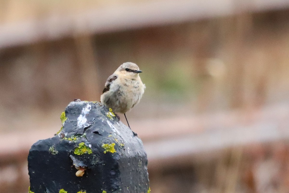 Northern Wheatear - ML647677860