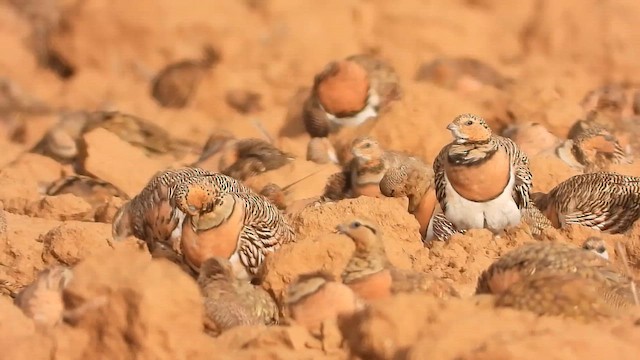 Рябок білочеревий - ML647677861