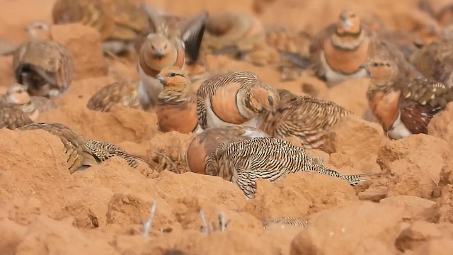 Рябок білочеревий - ML647677862