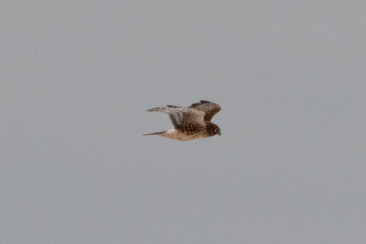 Northern Harrier - ML647677879