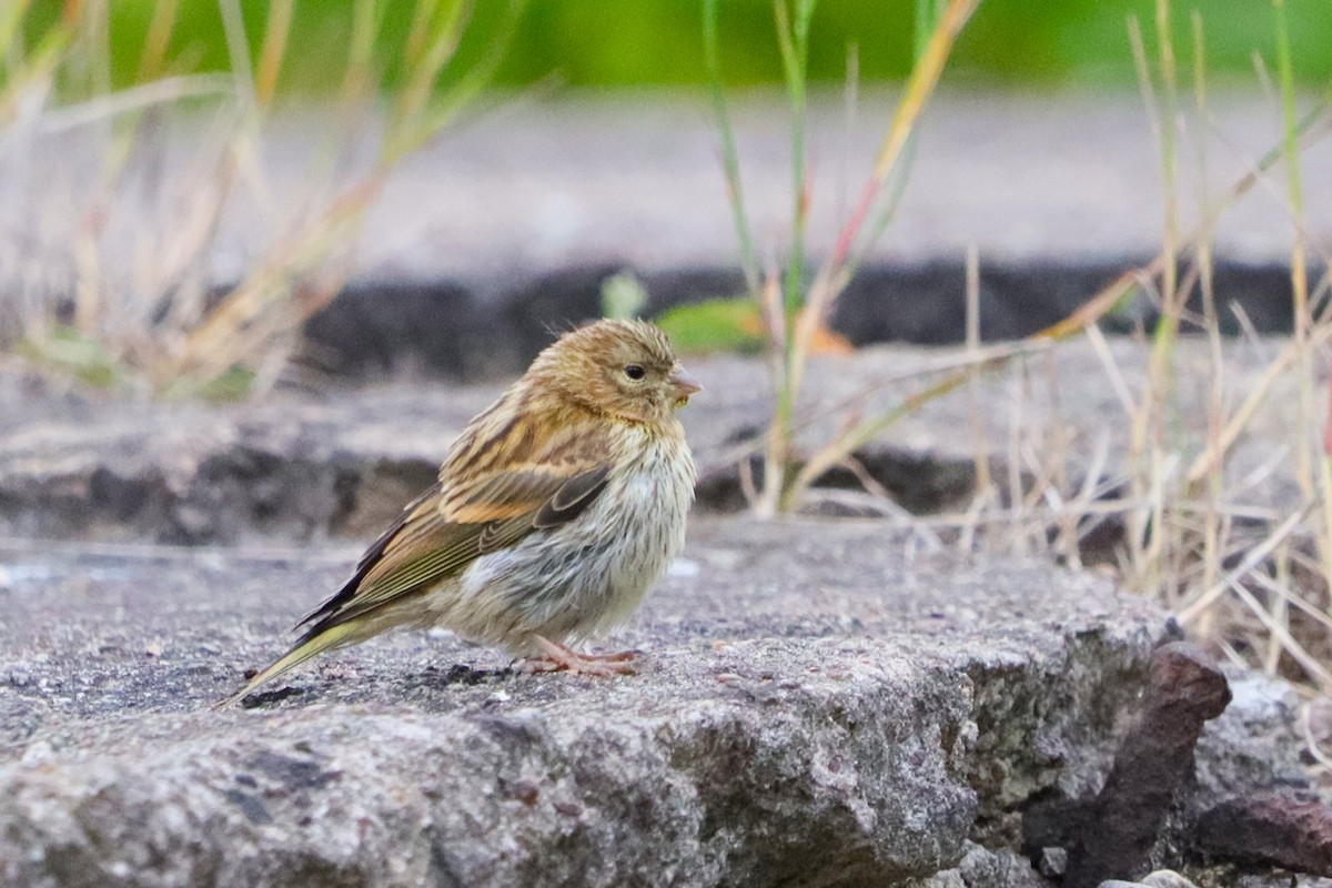 Girlitz - ML647677880