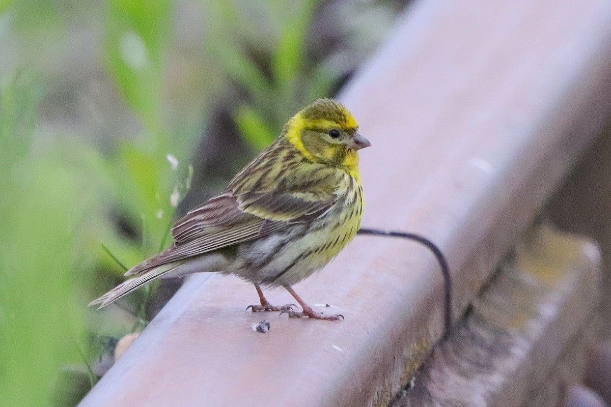 Girlitz - ML647677881