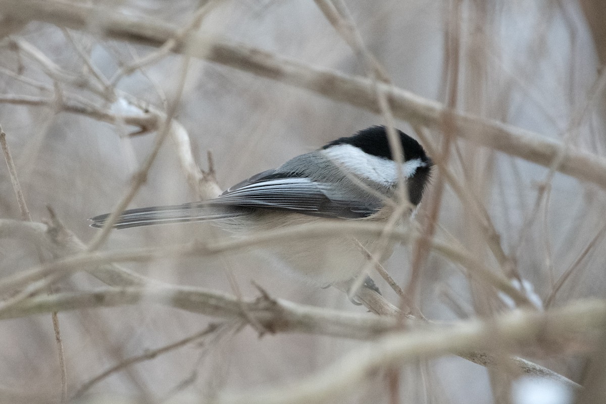 Black-capped Chickadee - ML647677893