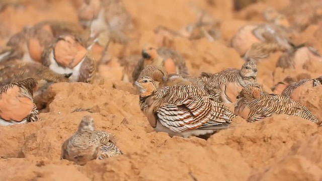Рябок білочеревий - ML647677894