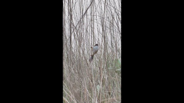 Рудокрильниця золотиста - ML647677900