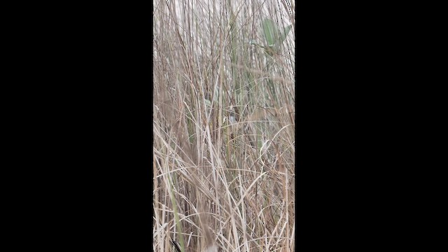 Рудокрильниця золотиста - ML647677902