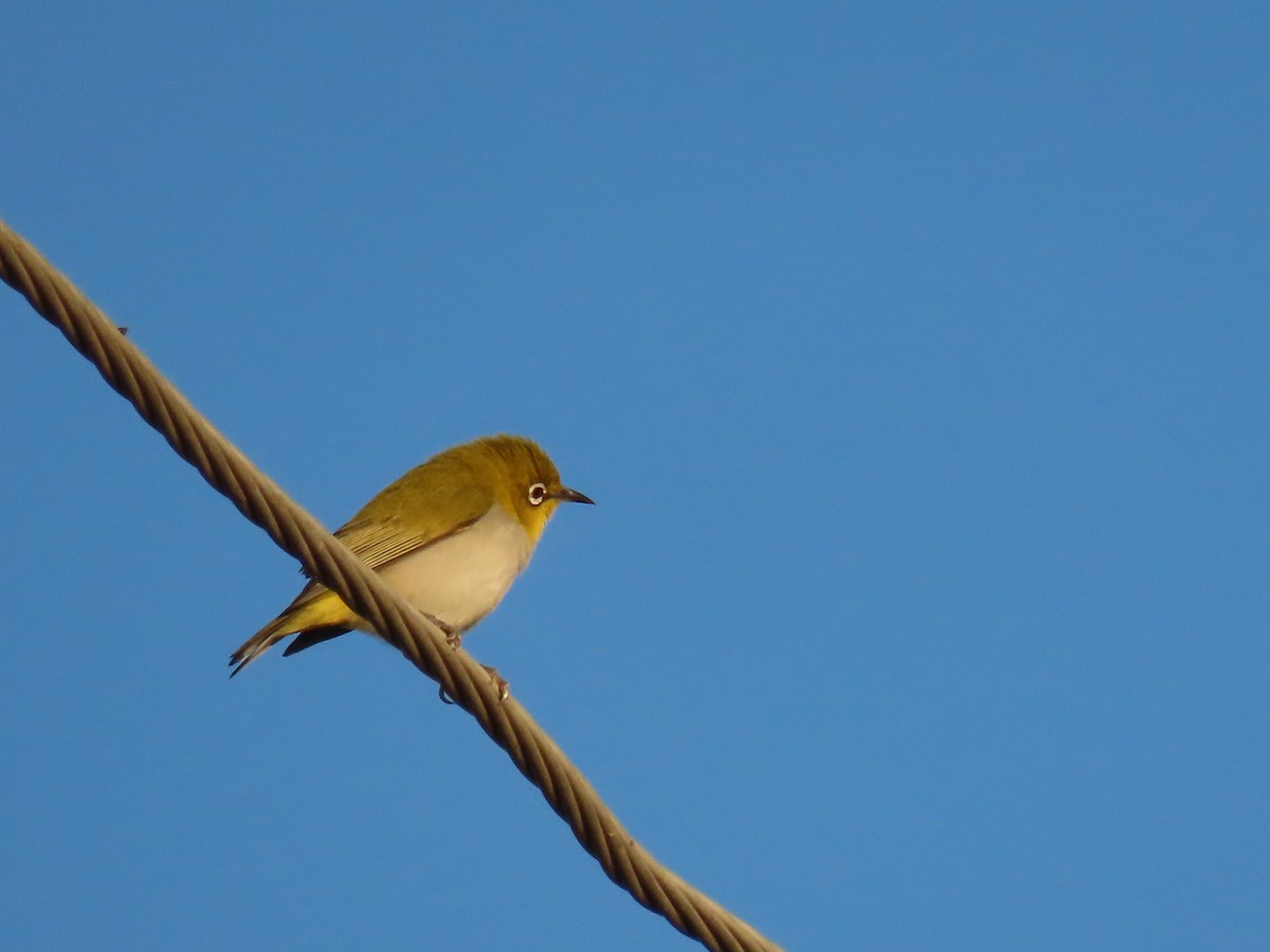 Indian White-eye - ML647677903