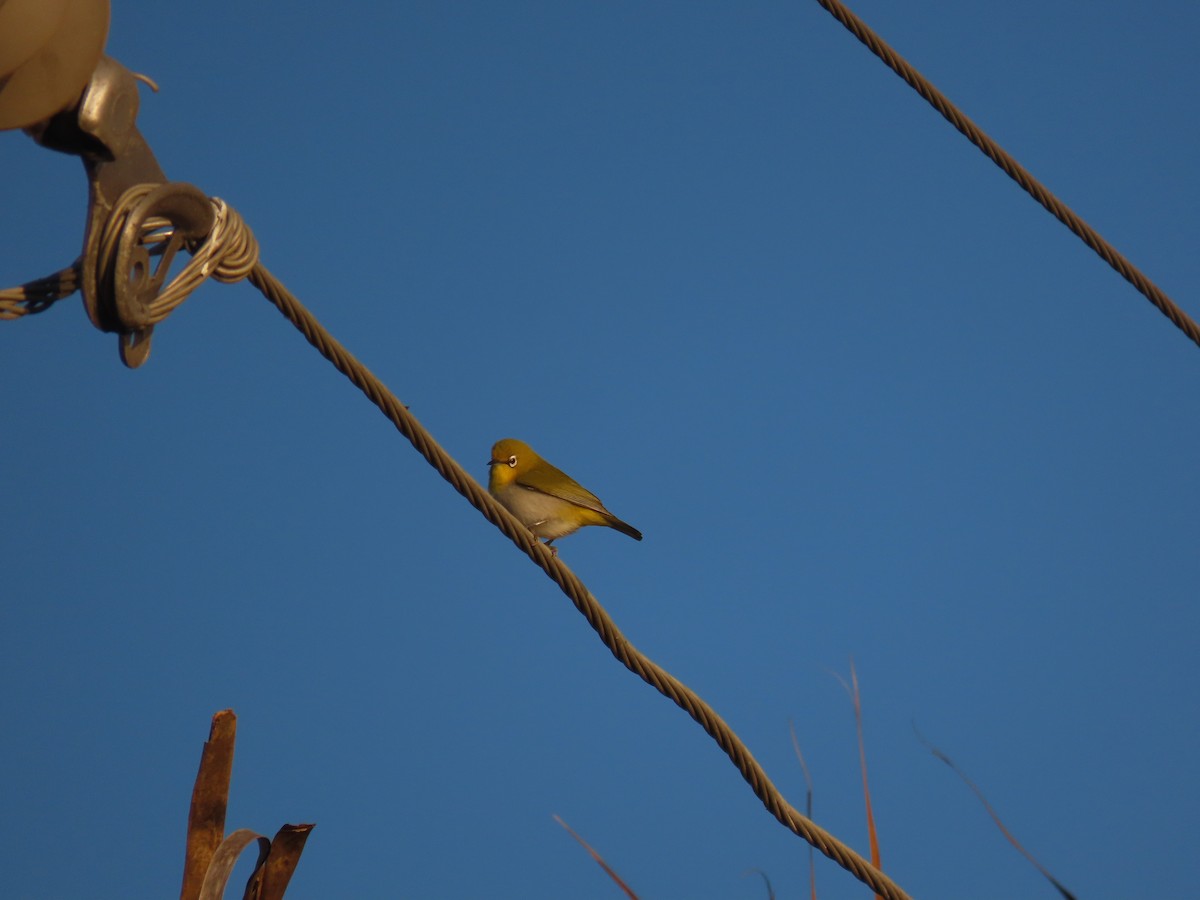 Indian White-eye - ML647677904
