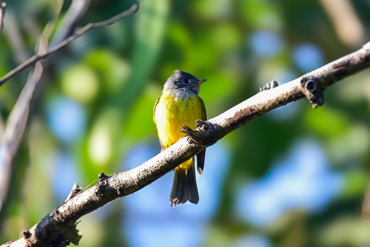 Gray-headed Canary-Flycatcher - ML647677928