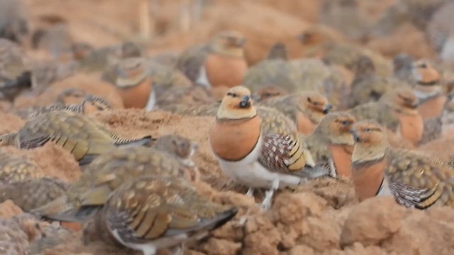 Рябок білочеревий - ML647677953