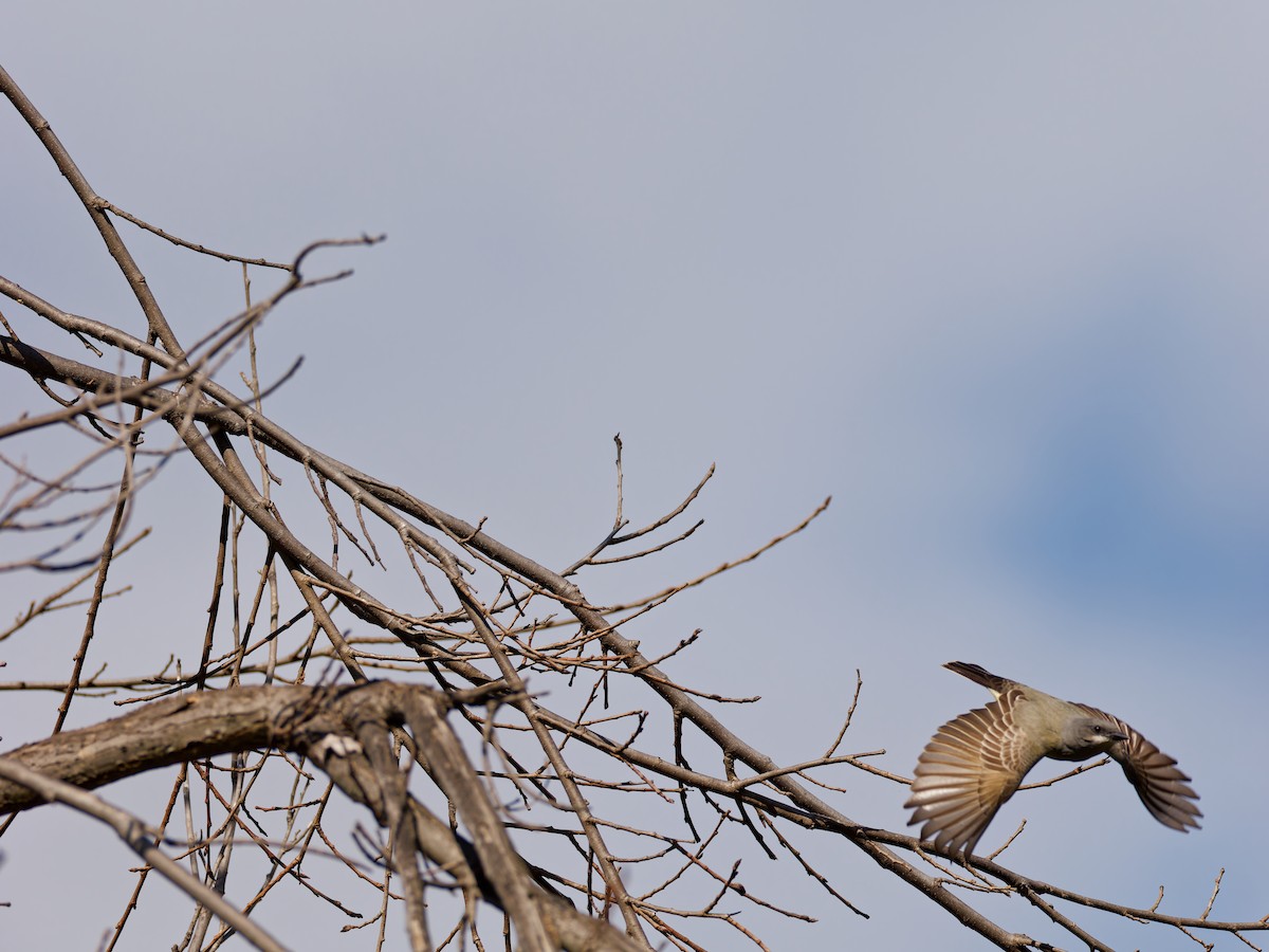 Мексиканский чиж - ML647677970