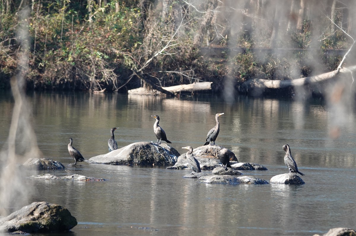 Double-crested Cormorant - ML647677990