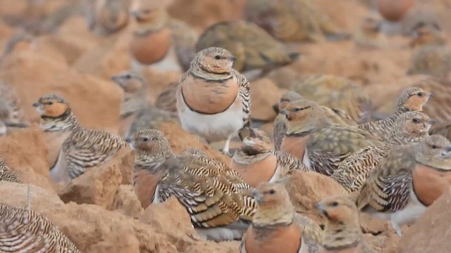 Белобрюхий рябок - ML647678005