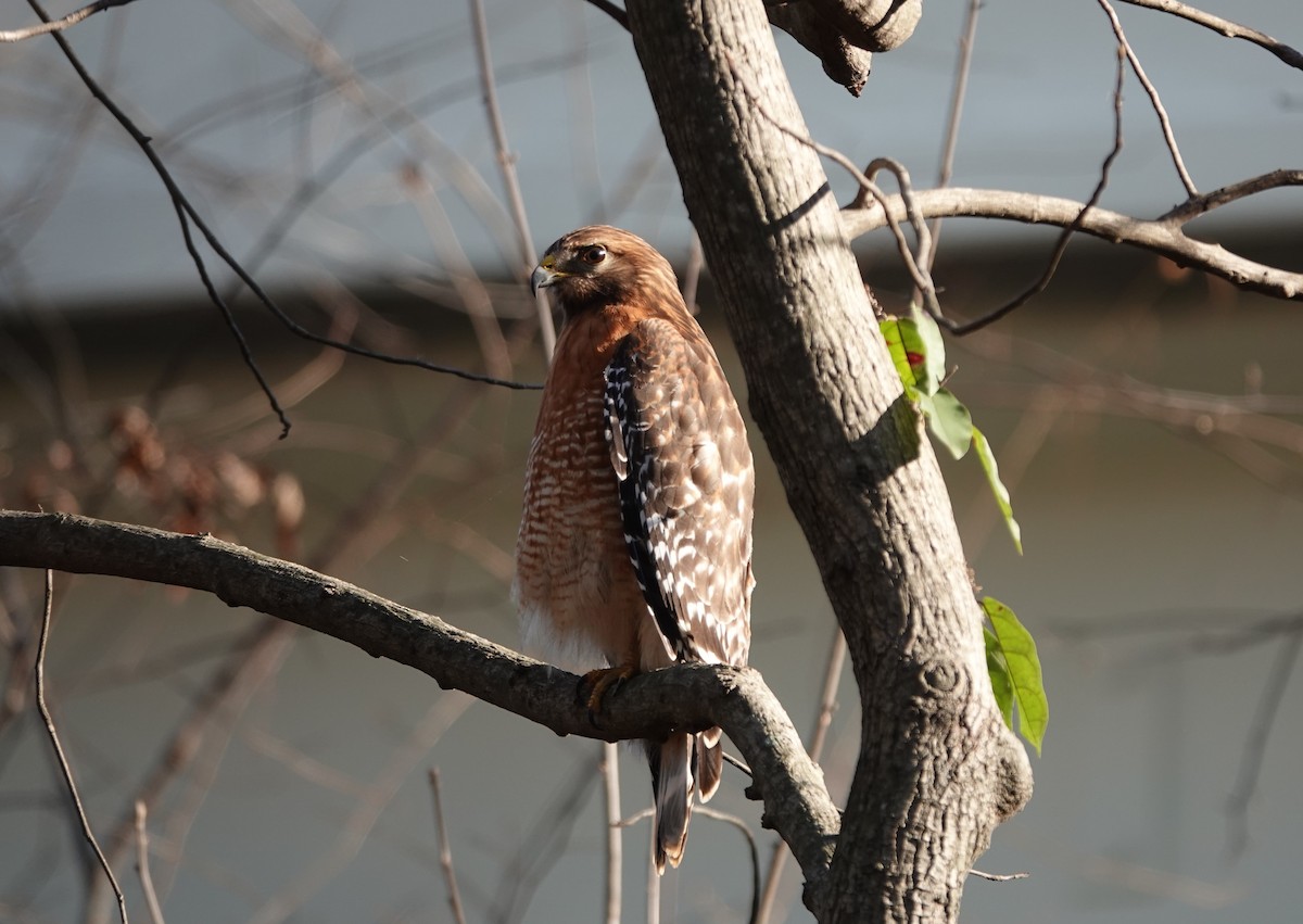 Красноплечий канюк - ML647678007