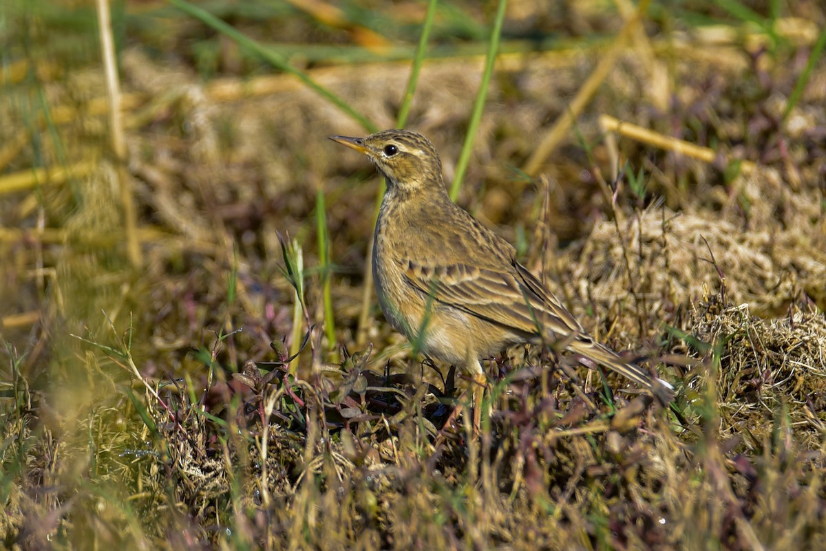 Полевой конёк - ML647678008