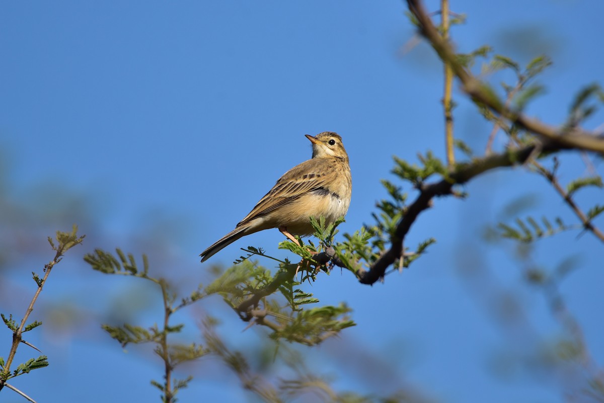Полевой конёк - ML647678009
