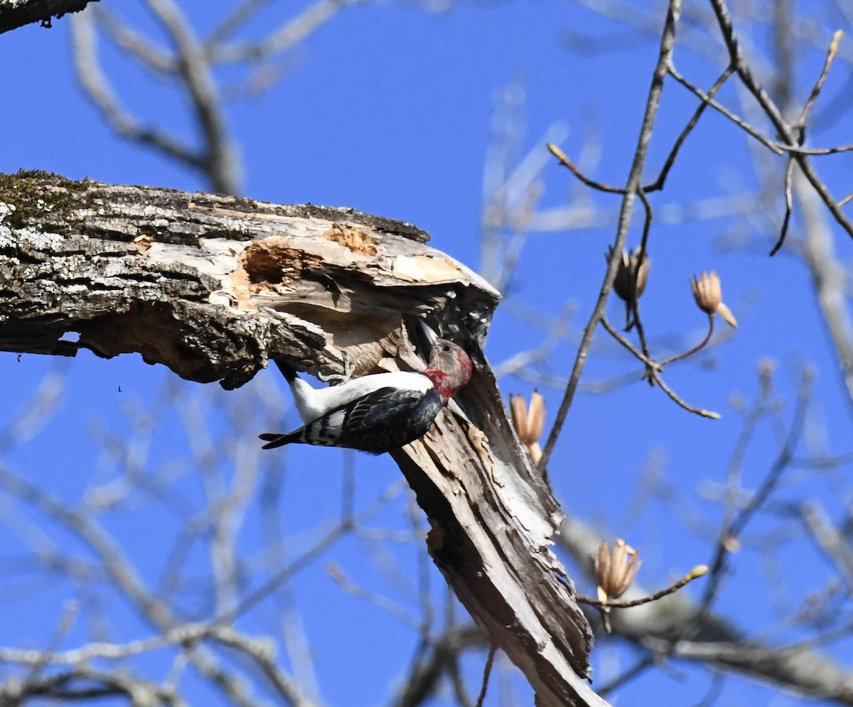 Красноголовый дятел - ML647678010