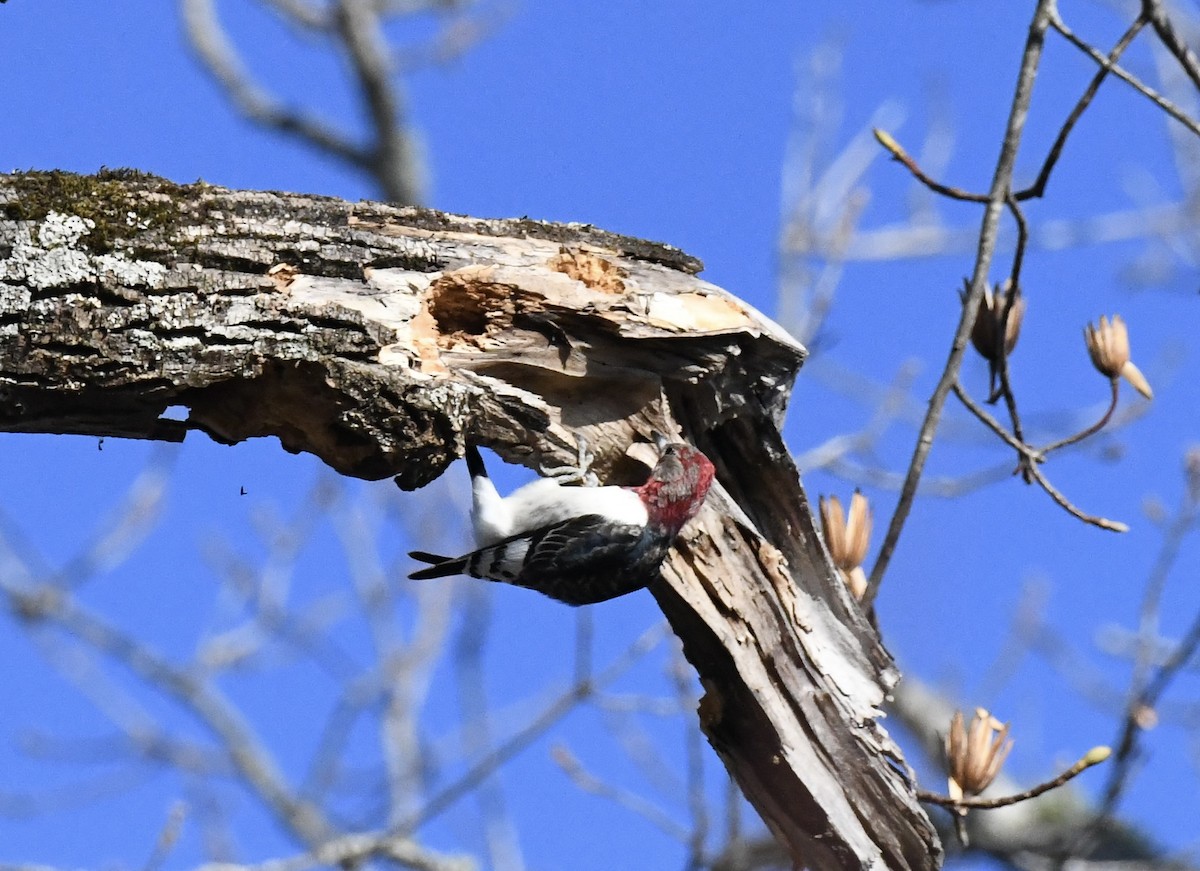 Красноголовый дятел - ML647678011