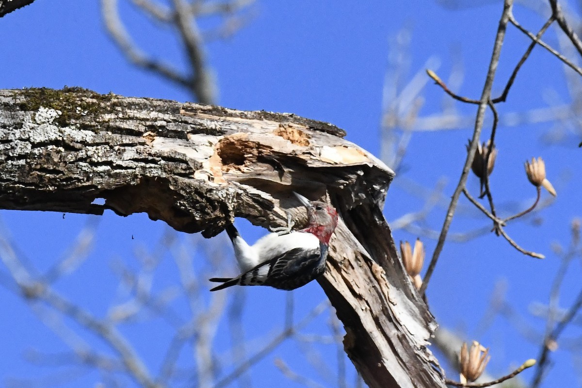 Красноголовый дятел - ML647678012