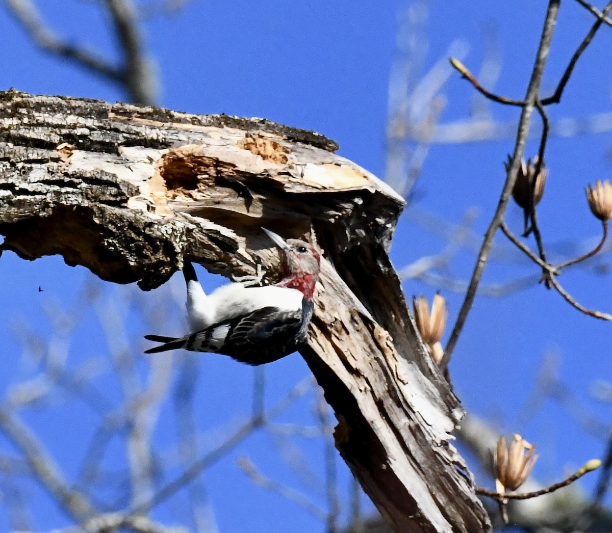 Красноголовый дятел - ML647678013