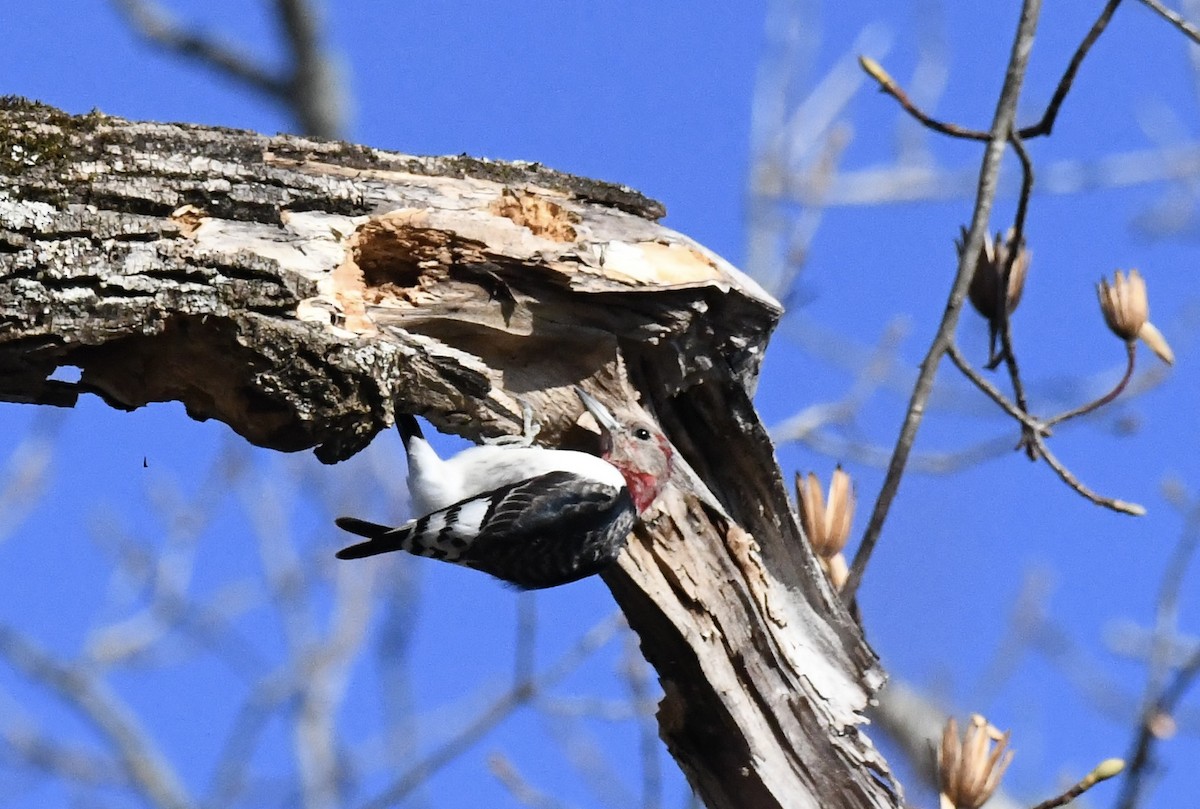 Красноголовый дятел - ML647678014