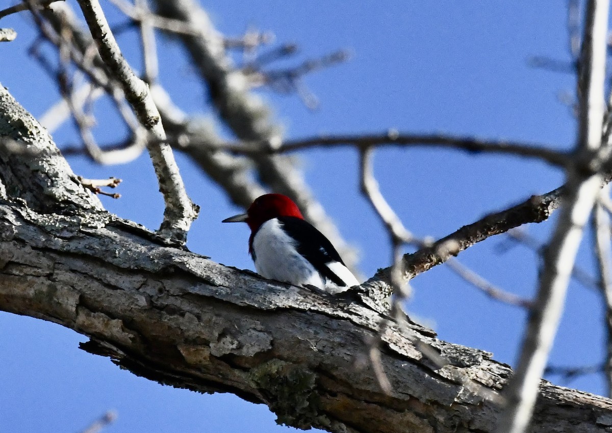 Красноголовый дятел - ML647678015
