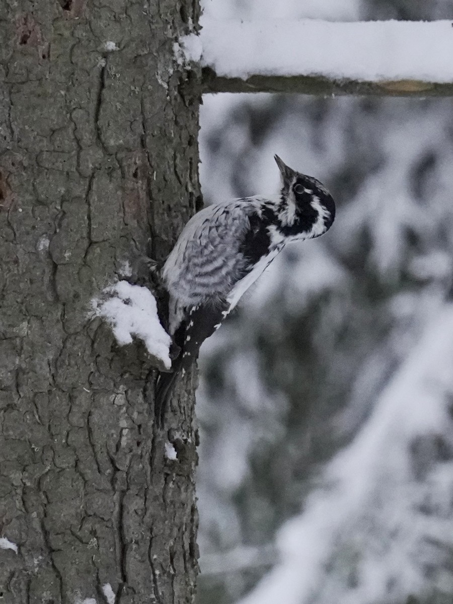 Трёхпалый дятел - ML647678016