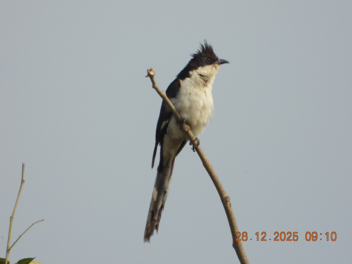 Сорочья кукушка - ML647678017