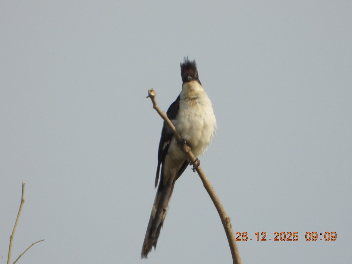 Сорочья кукушка - ML647678019