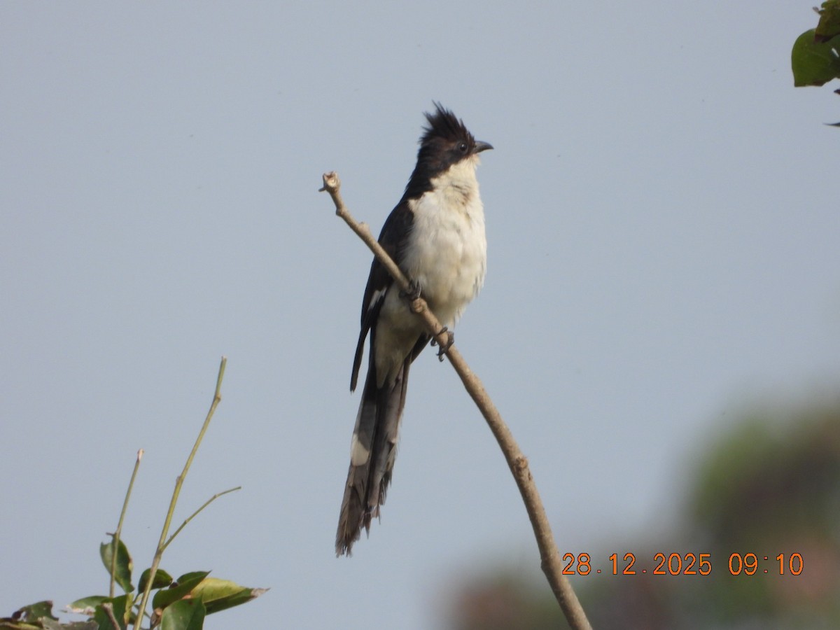 Сорочья кукушка - ML647678020