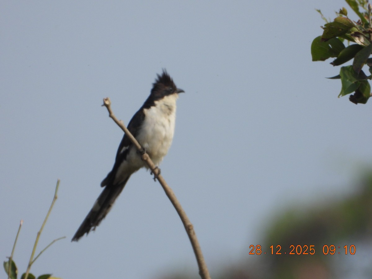 Сорочья кукушка - ML647678021