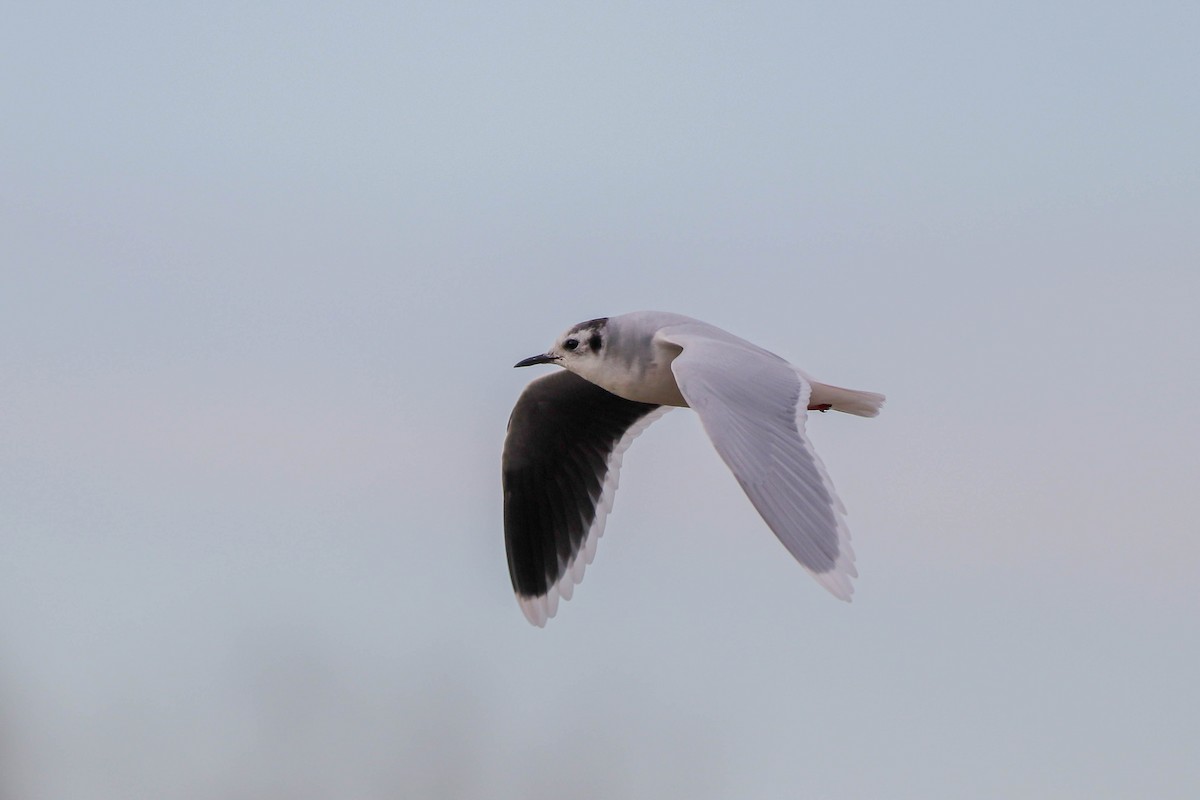 Малая чайка - ML647678024