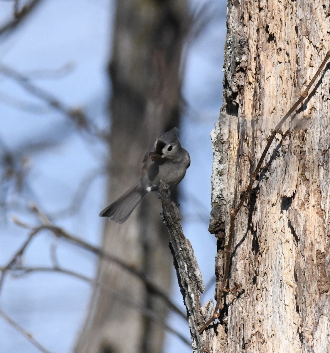 Американская гренадерка - ML647678025