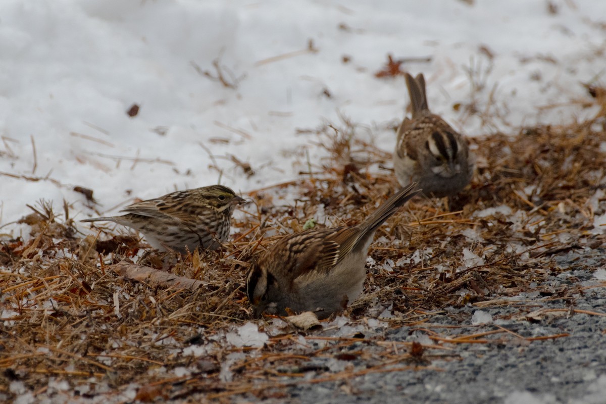Белогорлая зонотрихия - ML647678026
