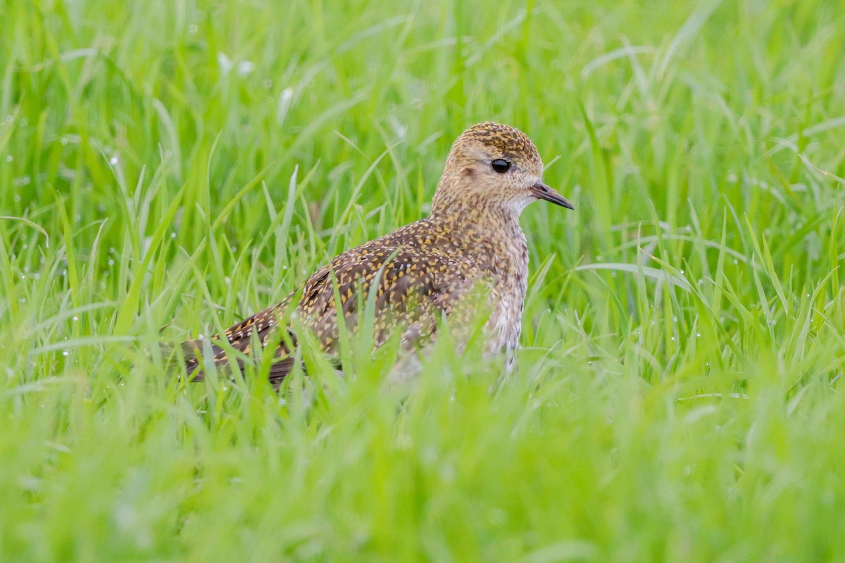 Золотистая ржанка - ML647678027