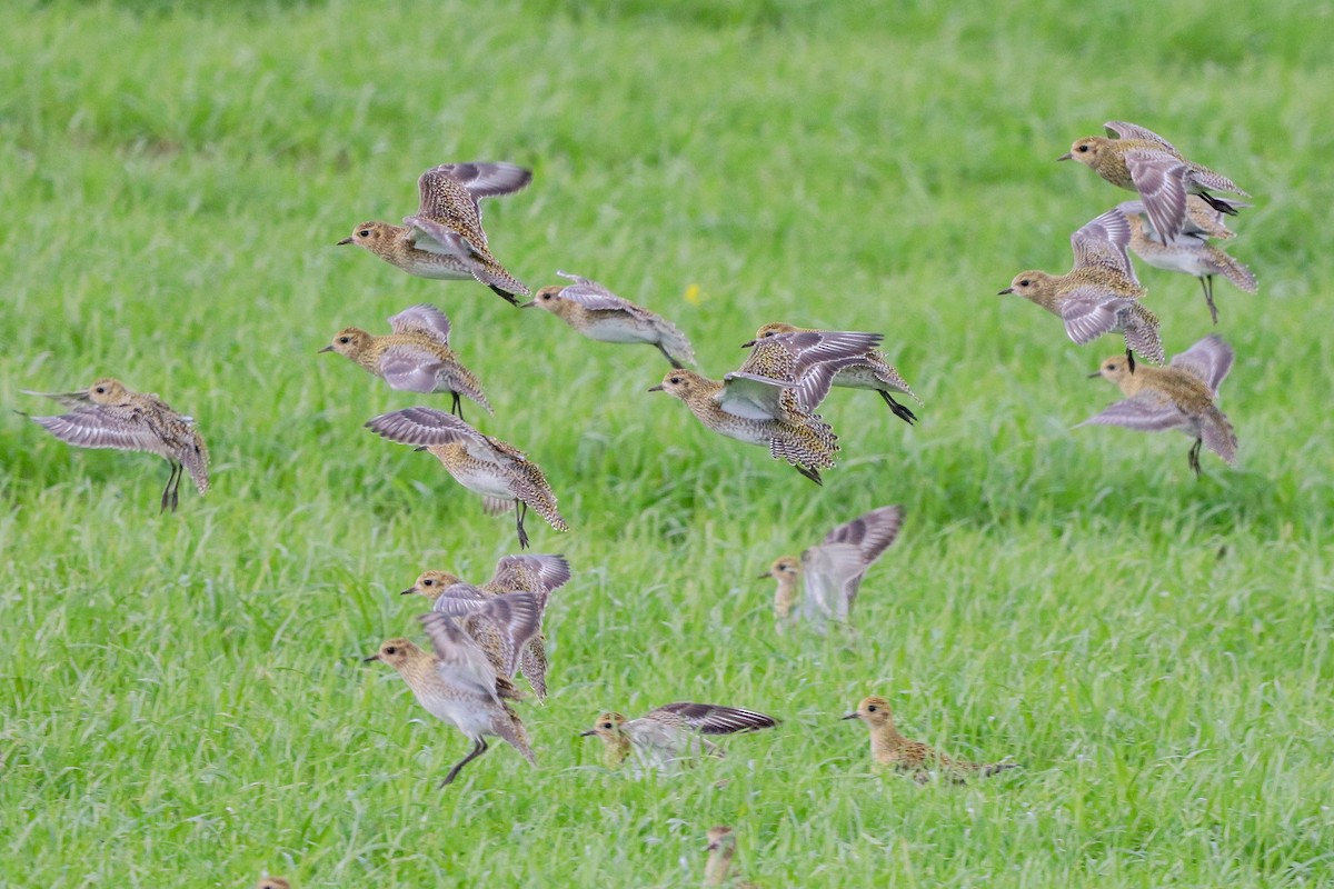 Золотистая ржанка - ML647678028