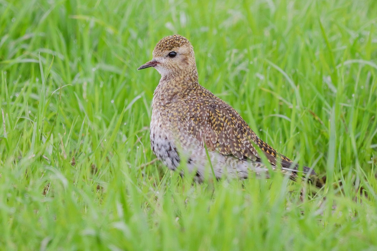 Золотистая ржанка - ML647678029