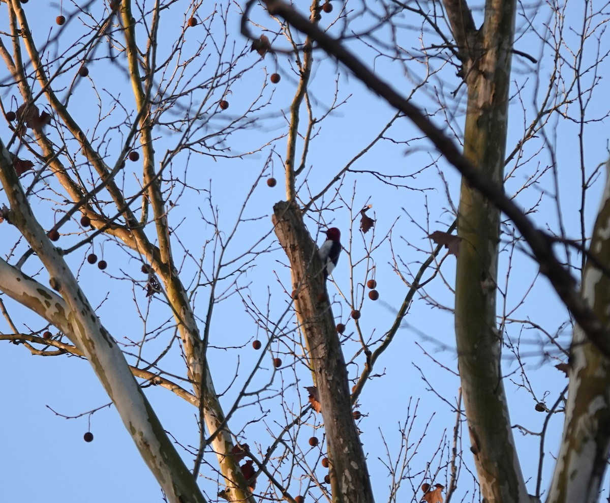 Красноголовый дятел - ML647678031