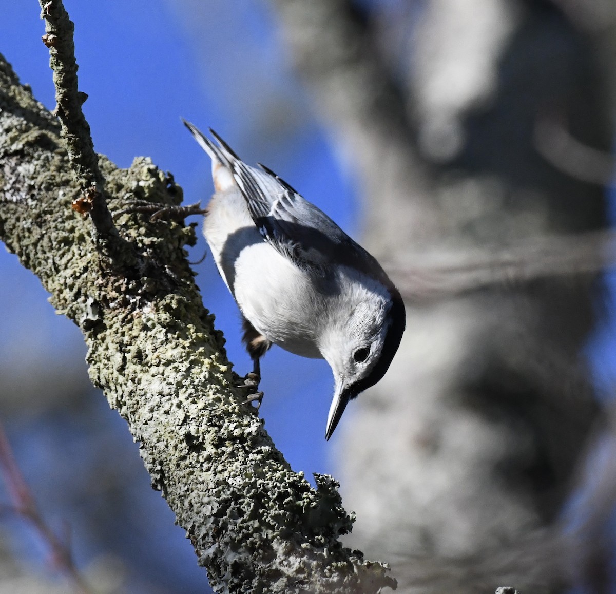Каролинский поползень (carolinensis) - ML647678032