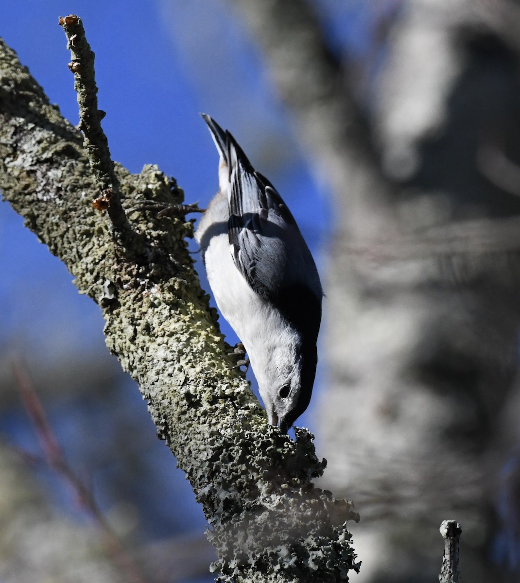 Каролинский поползень (carolinensis) - ML647678033
